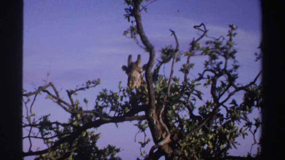 1969 Nigeria 8mm frame with a giraffe's head and neck visible through branches and foliage.