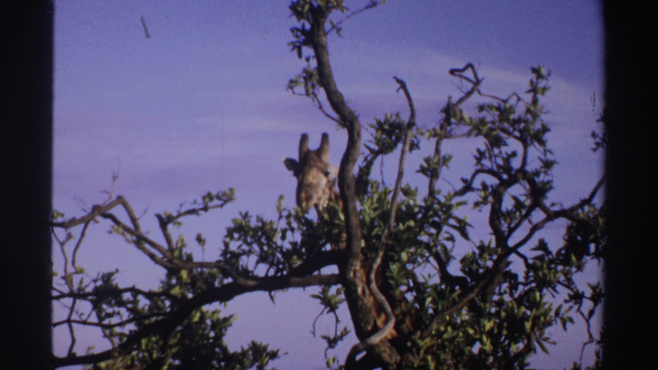 1969 Nigeria 8mm frame showing a giraffe browsing in a tree, surrounded by dense leaves and branches.