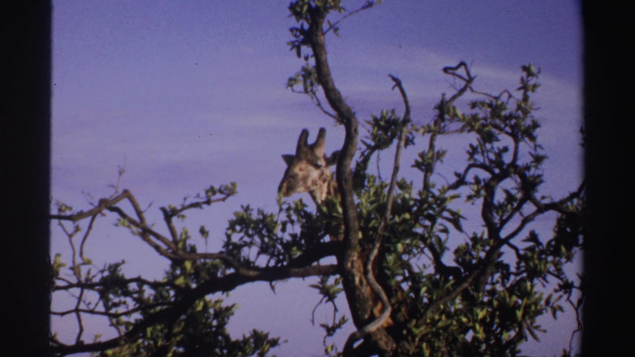 1969 Nigeria 8mm frame with the giraffe turned slightly as it stands behind foliage and a tree trunk.