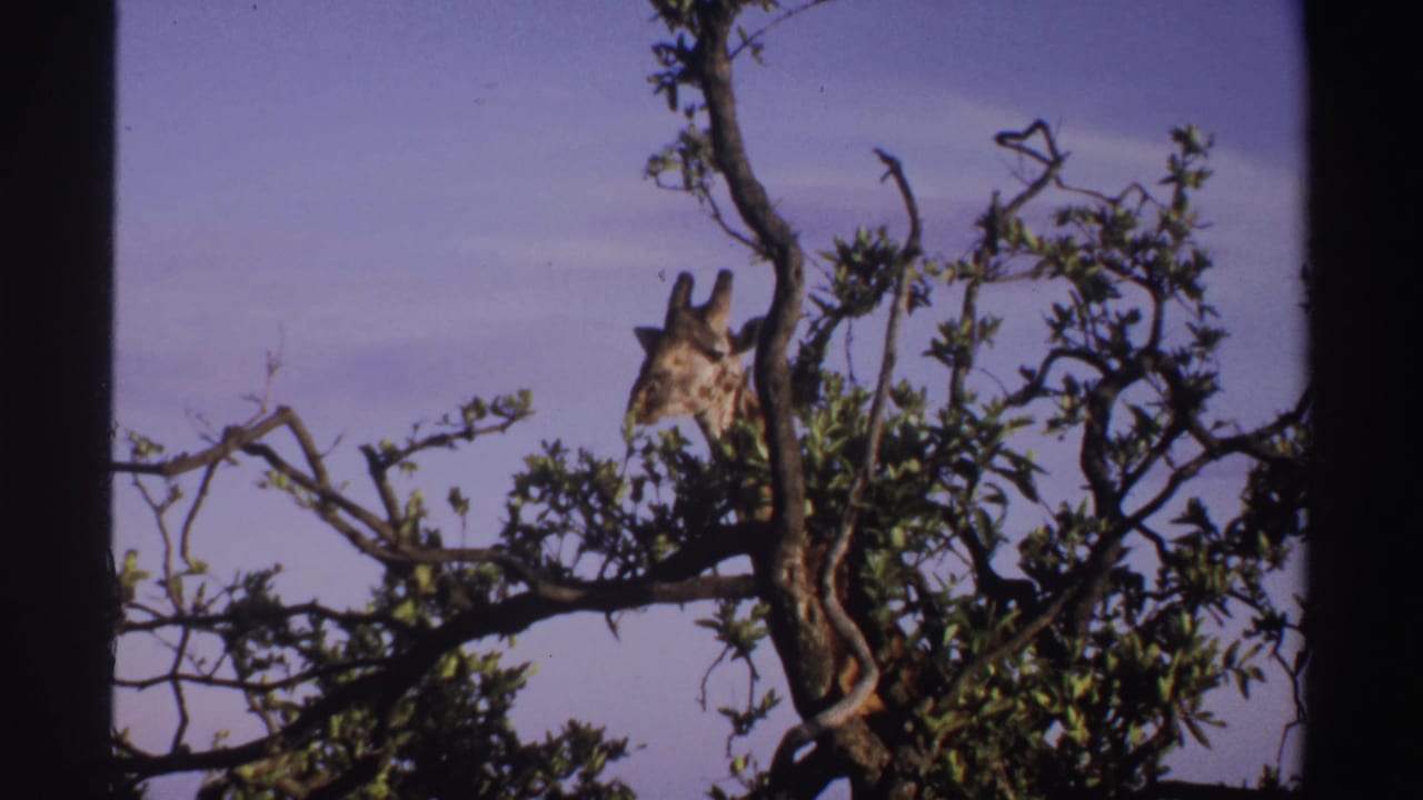 1969 Nigeria 8mm frame with a giraffe's head and patterned neck emerging through leafy branches.