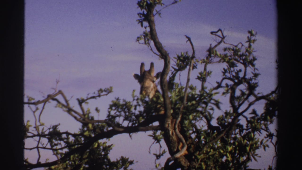 1969 Nigeria 8mm frame of a giraffe peeking from behind a tree canopy in bright daylight.