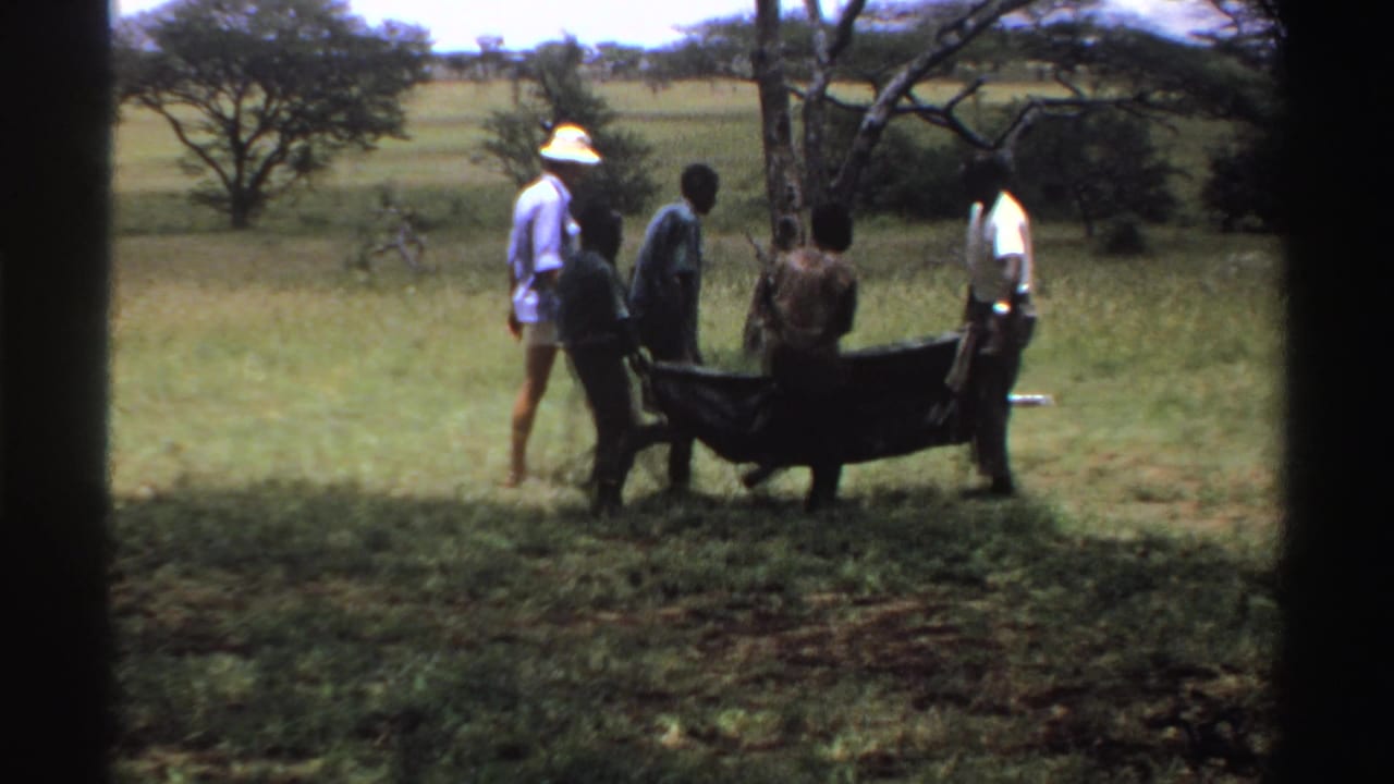 A small group stands in a grassy Nigerian landscape, appearing to carry or handle a dark tarp or load under scattered trees.