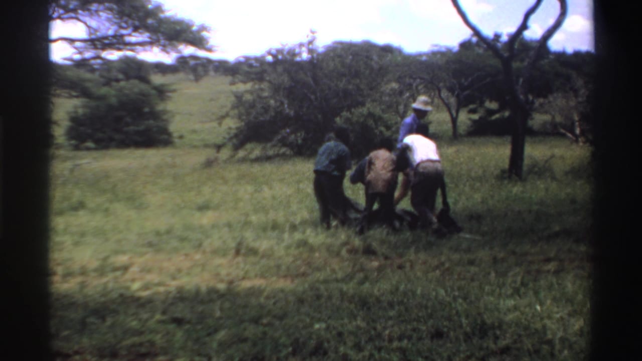 In Nigeria 1969 home-movie footage, men gather around a dark bag on grass beneath scattered trees.