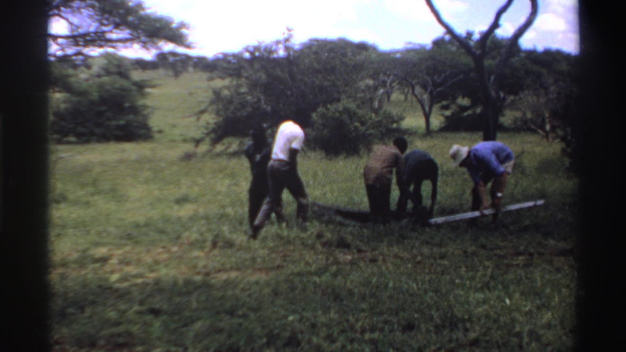 In Nigeria 1969, men appear to extract or guide a long metal bar from a dark bag in a grassy clearing.