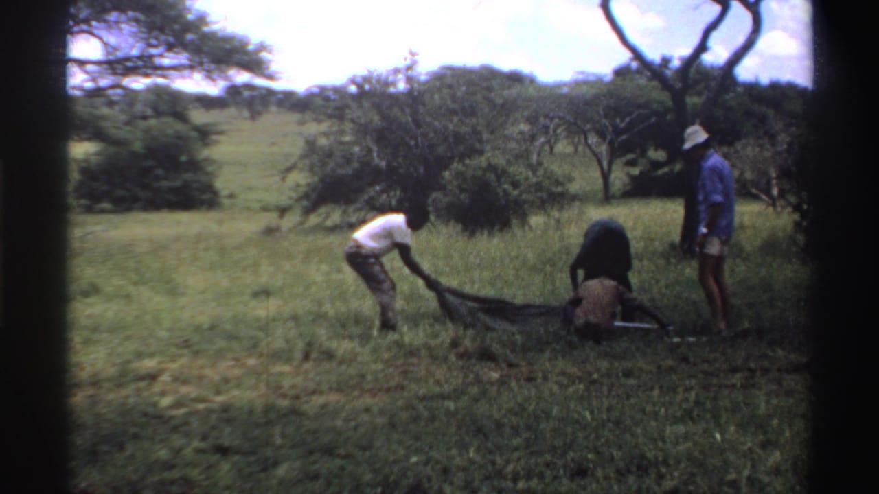 Two men stretch or position the dark tent material near a long pole while another man in a blue shirt and white hat watches from the side.