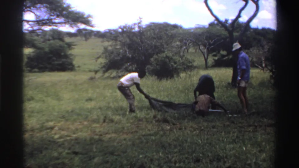Two men stretch or position the dark tent material near a long pole while another man in a blue shirt and white hat watches from the side.