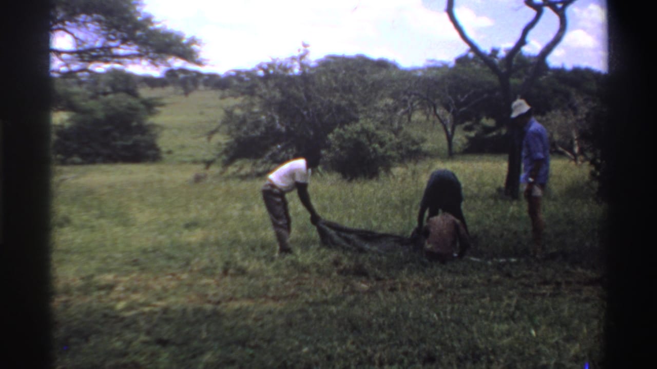 Several people work with sacks in a grassy savanna while a truck stands nearby.