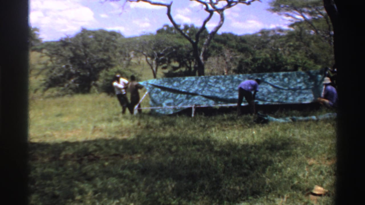 The tarp appears partly spread across a long low object as men continue arranging it in the Nigerian clearing.