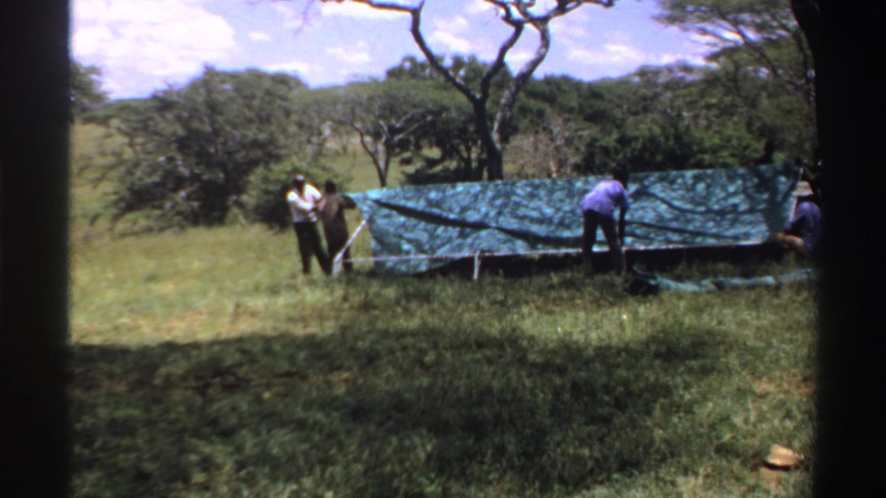 1969 Nigeria 8mm frame showing men assembling a green tarp or tent in grass near scattered trees under a bright sky.
