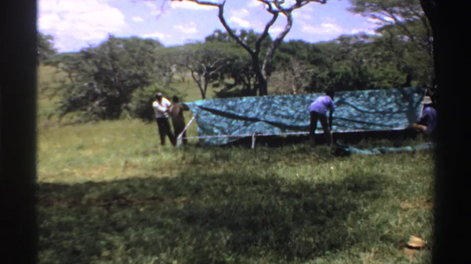1969 Nigeria 8mm frame showing men assembling a green tarp or tent in grass near scattered trees under a bright sky.