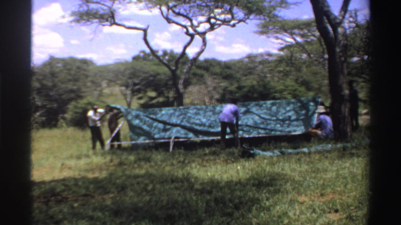 1969 Nigeria 8mm still with men securing a green tarp or tent amid tall grass, trees, and distant hills.
