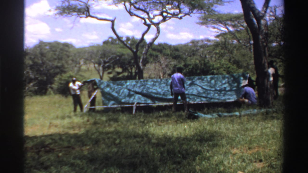 Several people set up a large green tarp shelter in a grassy landscape with trees.