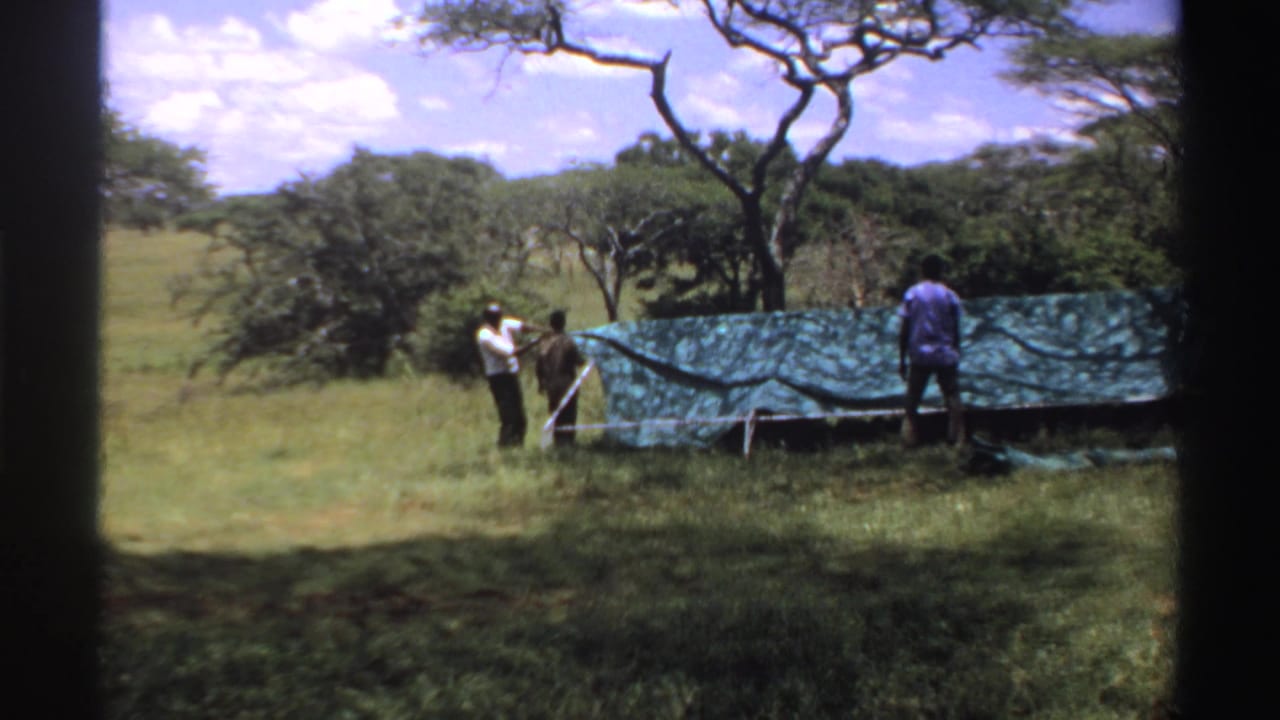 1969 Nigeria home-movie frame with adults positioning a green tarp shelter among grass, trees, and rolling greenery.