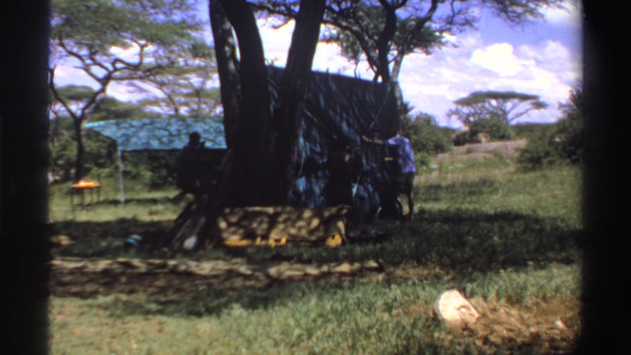 Men remain beside the large green tarp shelter in Nigeria, 1969, framed by tree trunks and bright savanna light.