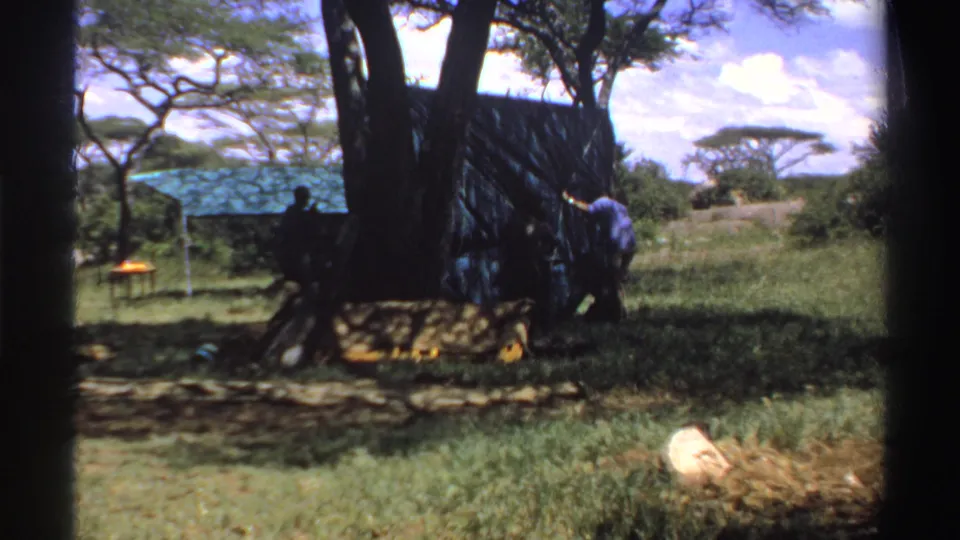 1969 Nigeria 8mm frame showing men arranging a blue tarp shelter beneath a large tree in open grassland.