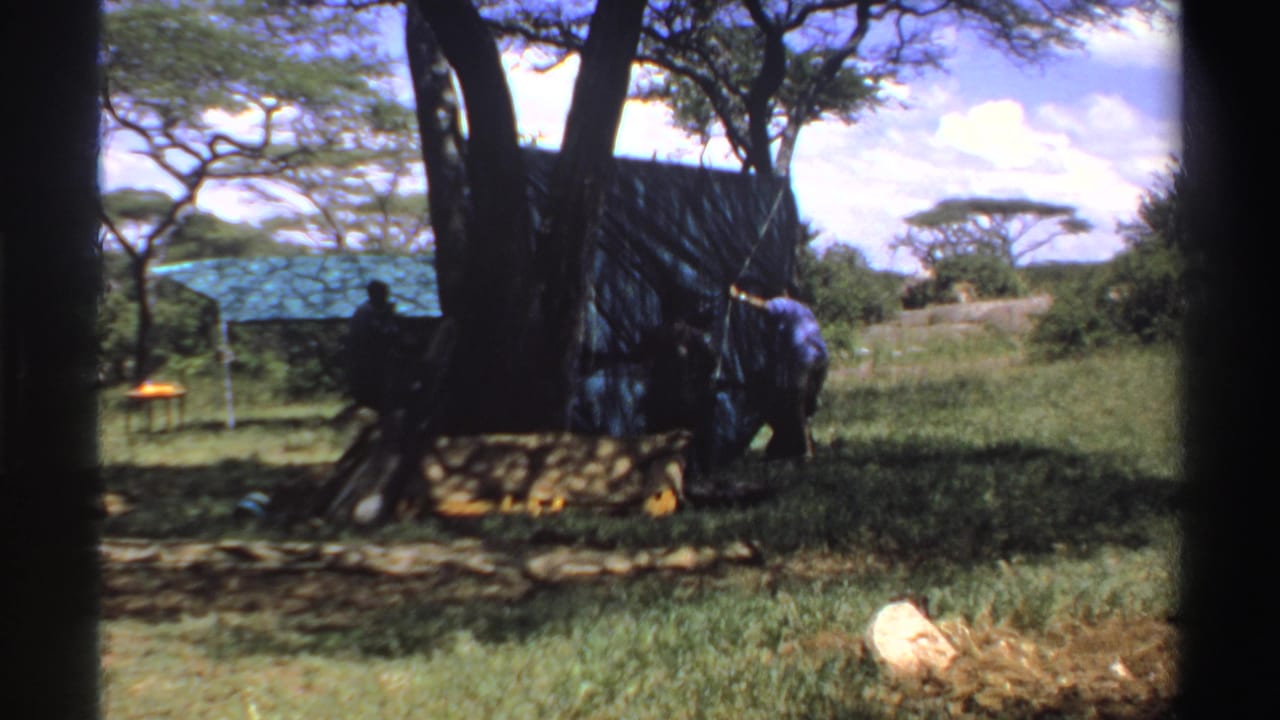 1969 Nigeria home-movie frame with men adjusting a blue tarp beside a broad tree in a sunny grassy area.