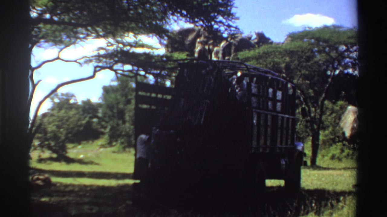 Cage-sided truck under trees with elephants visible behind it in open grassland.