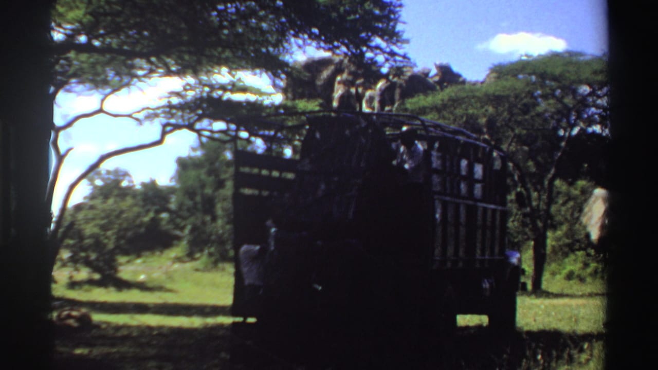 A dark cage-sided truck and a shadowed person appear beneath trees in Nigeria, 1969, with elephants behind them in grassland.