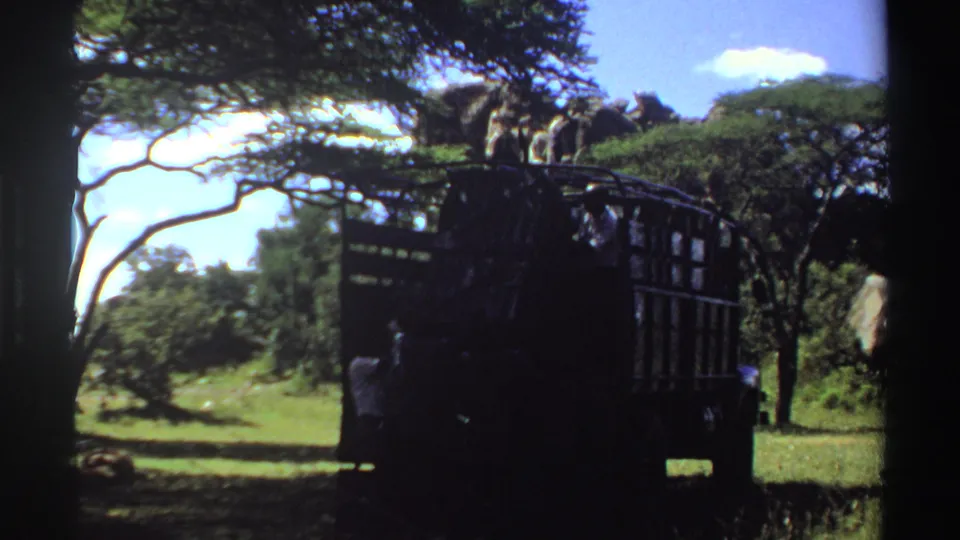 A dark cage-sided truck and a shadowed person appear beneath trees in Nigeria, 1969, with elephants behind them in grassland.