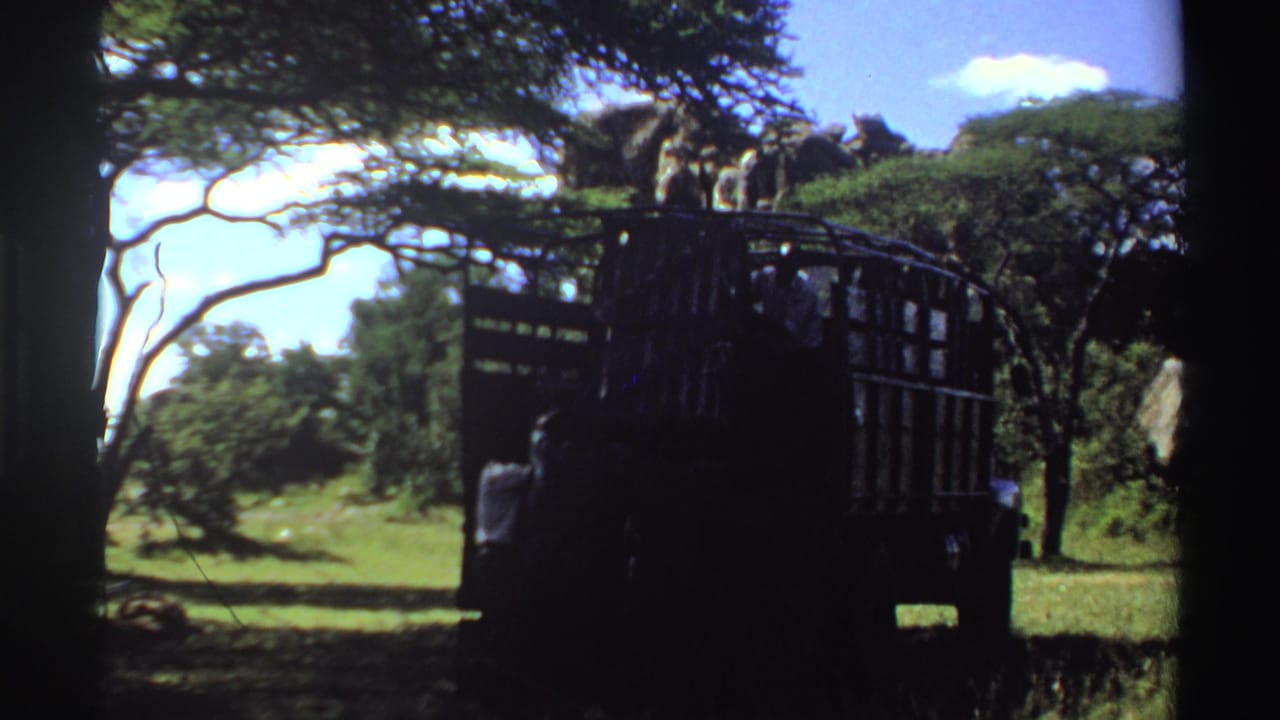 Dark pickup truck parked in grass under trees with a man standing near the rear.