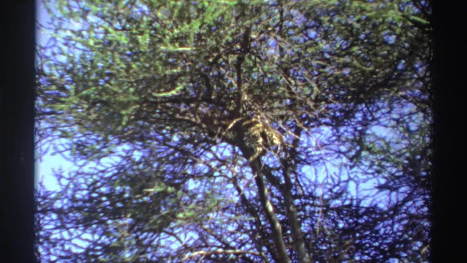 Low-angle 8mm view of dense green branches and a slender trunk against bright blue sky in Nigeria.