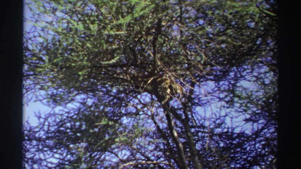 Low-angle home-movie view of a leafy tree canopy, with branches crossing a bright blue sky.