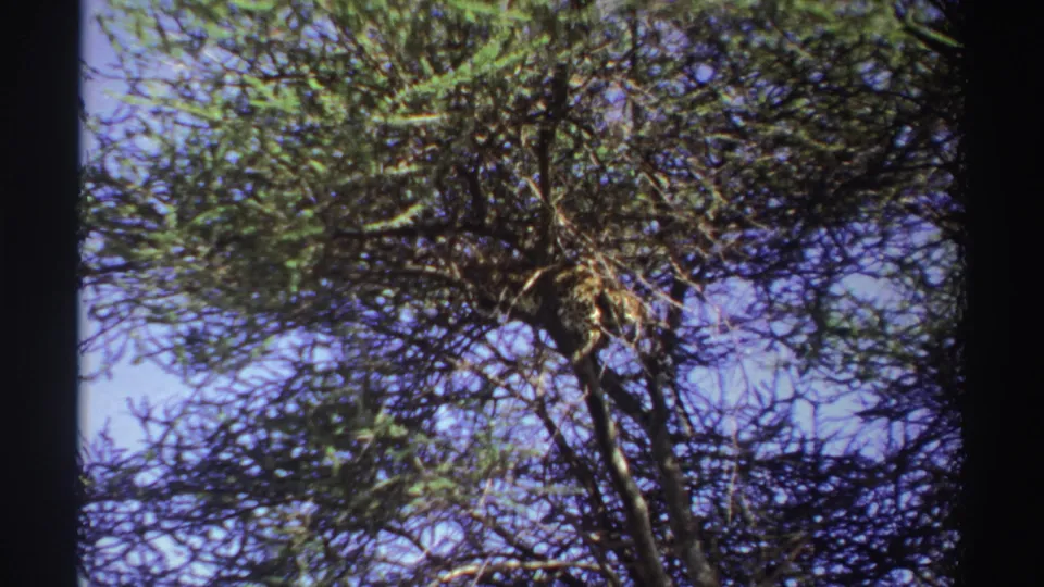 Final low-angle view of dense foliage and branching limbs against blue sky, recorded on 8mm film in Nigeria.