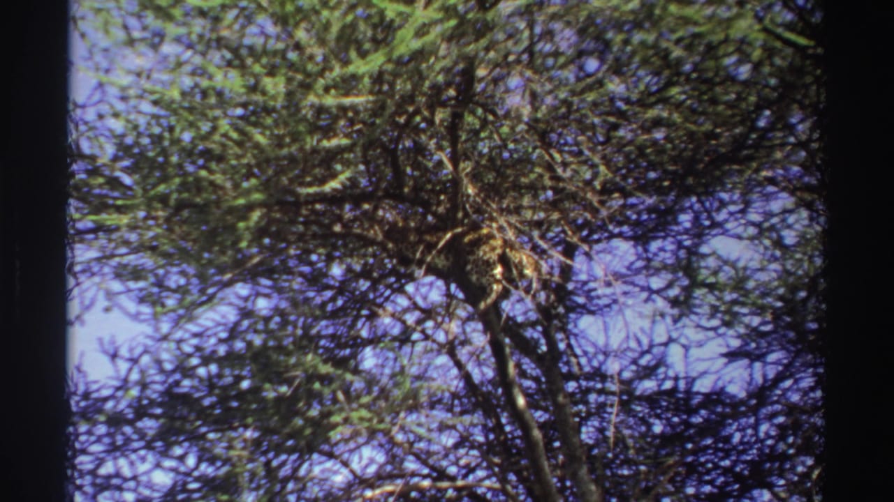 Upward view of leafy tree branches against blue sky.