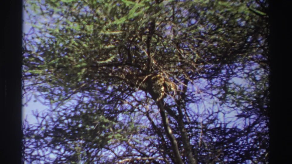 1969 Nigeria 8mm frame showing a leafy tree canopy and dark branches seen from below against blue sky.