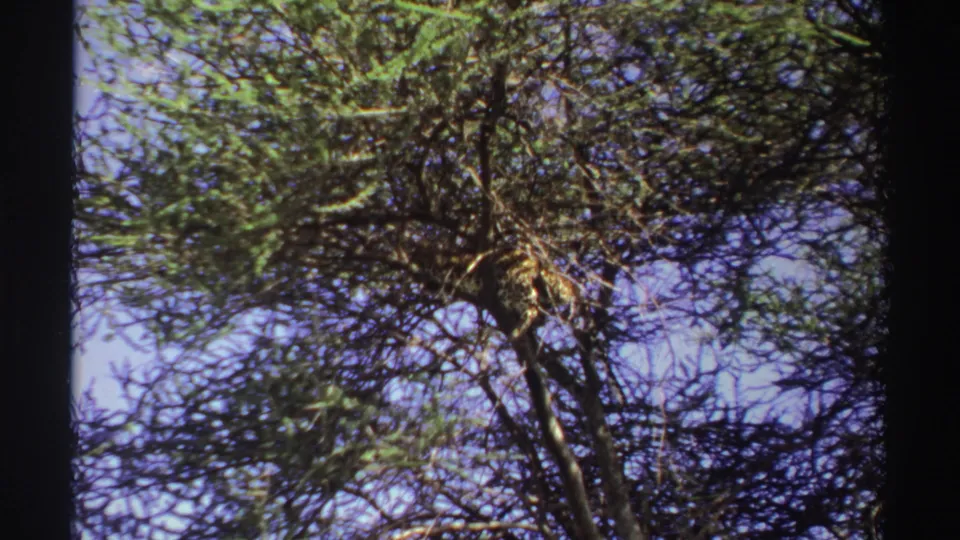 1969 Nigeria 8mm frame with dense green foliage, branching limbs, and blue sky in an upward-looking view.