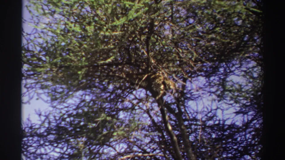 1969 Nigeria 8mm frame showing a slightly shifted view of leaves and thin branches overhead against blue sky.