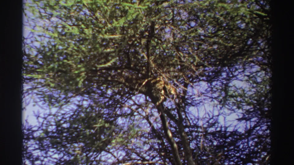 1969 Nigeria 8mm frame showing dense tree foliage, dark intersecting branches, and patches of blue sky.