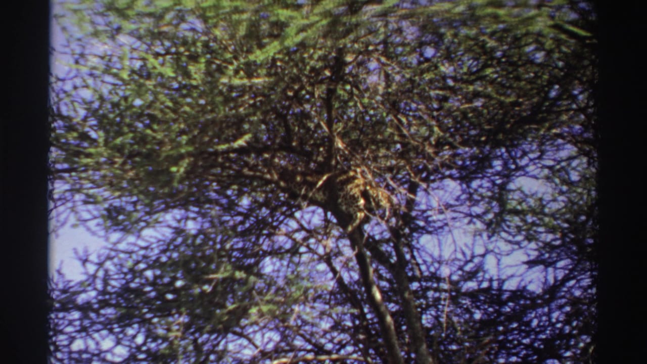 1969 Nigeria 8mm frame showing a leopard resting high in a tree, partly obscured by branches and leaves against blue sky.