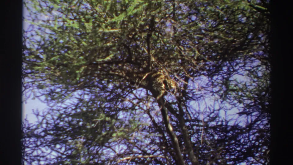 1969 Nigeria 8mm frame with a leopard nestled in tree branches, surrounded by green leaves and open blue sky.