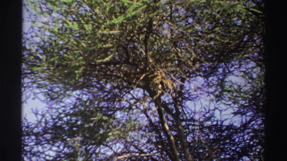 1969 Nigeria 8mm frame showing the leopard partially concealed in the upper branches of a wind-stirred tree.