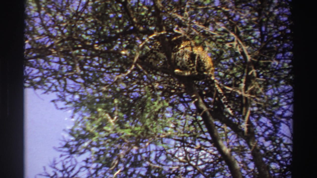 Leopard resting high in a leafy tree against blue sky.