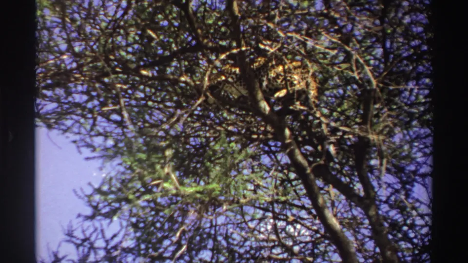 The leopard remains perched in the tree canopy, framed by foliage and blue sky in 1969 Nigeria footage.