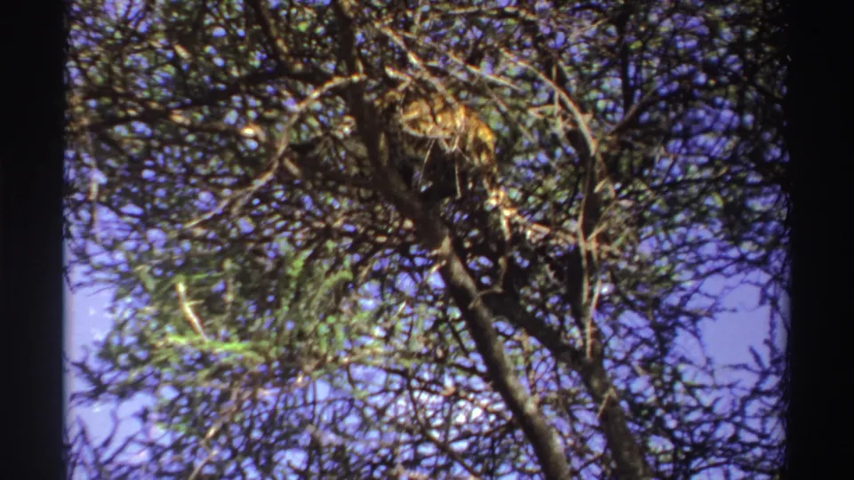 A low-angle 8mm frame shows the leopard blended into sunlit branches in Nigeria, based on clip metadata.