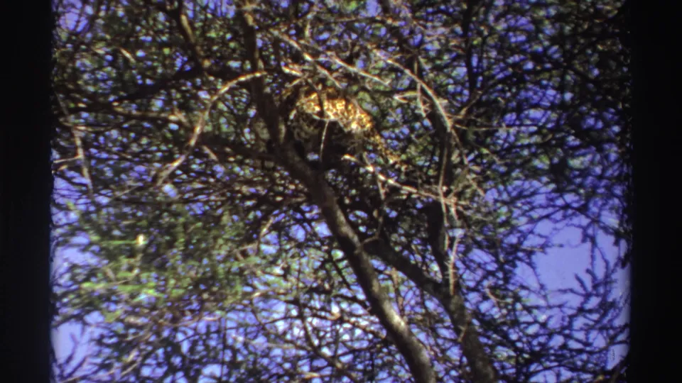 The final frame holds on the leopard in the tree, surrounded by tangled branches and foliage in 1969 Nigeria footage.