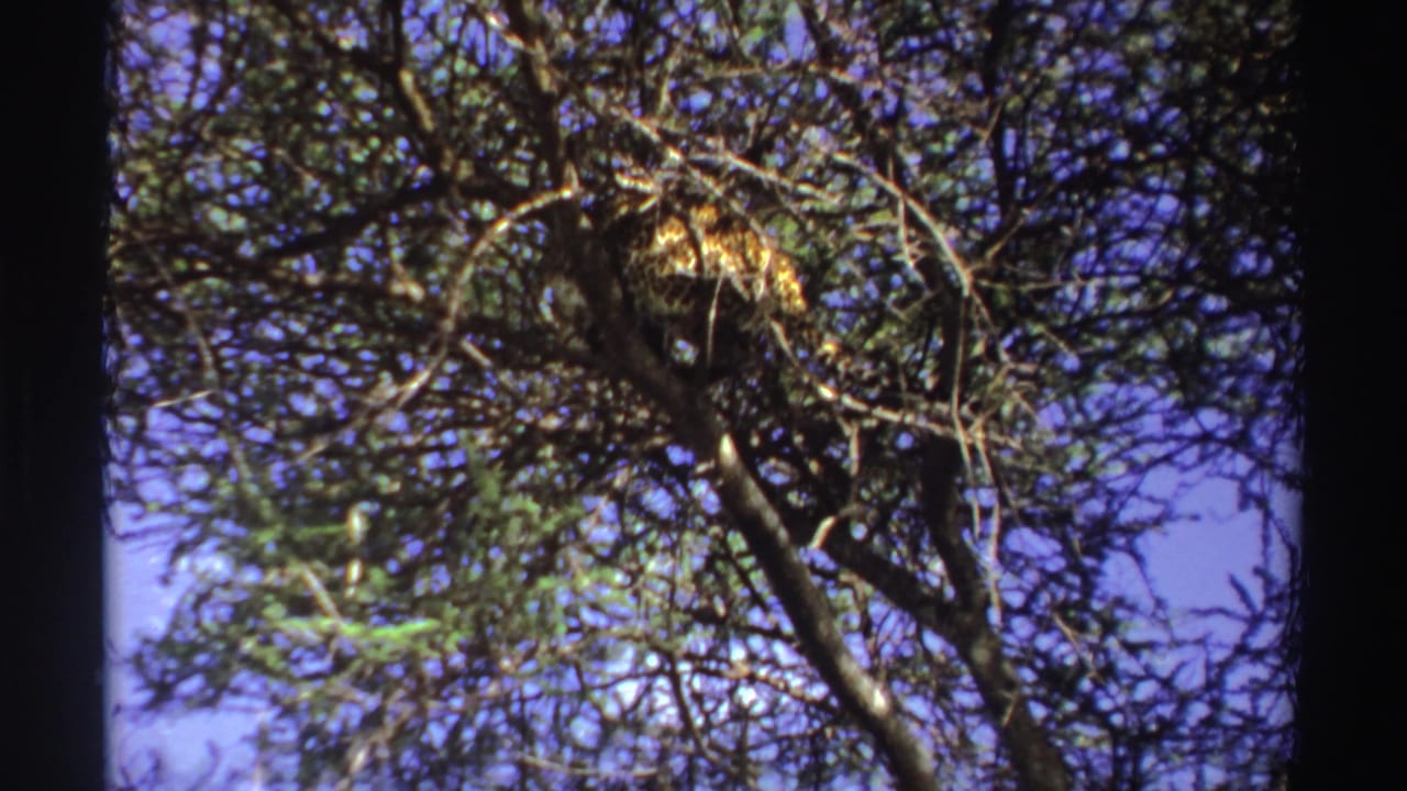 Leopard partly hidden in upper tree branches against blue sky.