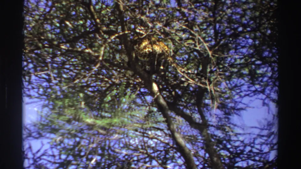 The leopard is partly obscured by branches as it moves through a tree canopy in metadata-supported 1969 Nigeria footage.