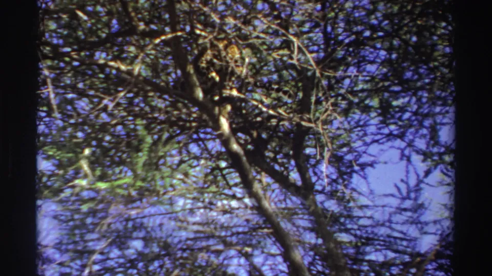 A low-angle 8mm frame shows the leopard partly concealed among crossing branches, with blue sky and foliage behind it.