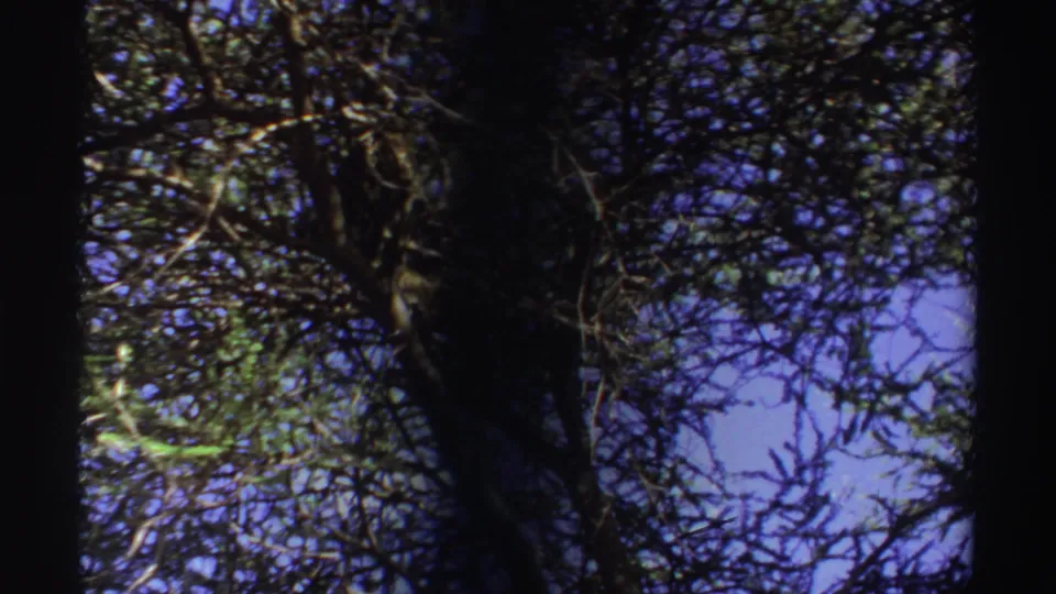 The leopard is darker and partly hidden in the canopy, framed by branches and patches of blue sky in the 1969 Nigeria wildlife clip.