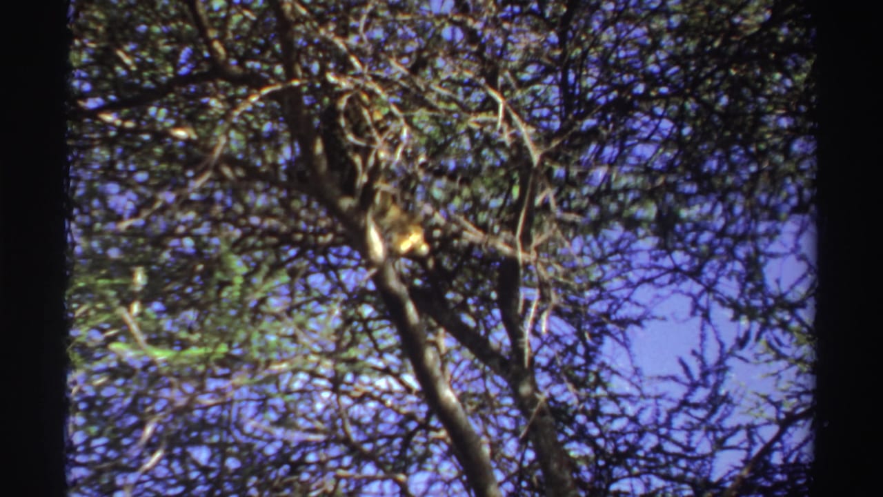 1969 Nigeria 8mm frame showing a spotted big cat high in a tree, partly obscured by branches and foliage against blue sky.