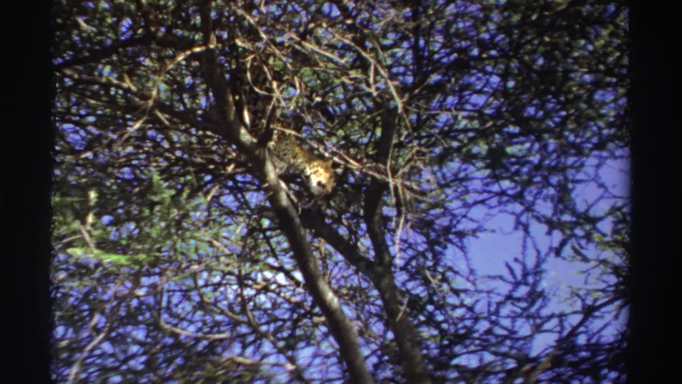 1969 Nigeria 8mm frame with a spotted big cat positioned along a tree limb, seen through tangled branches and leaves.