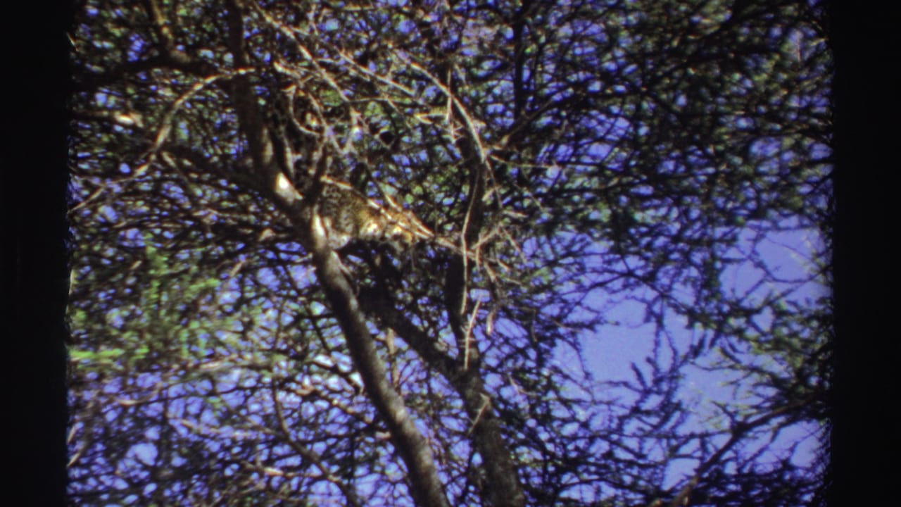 Leopard partly hidden among tree branches against blue sky.