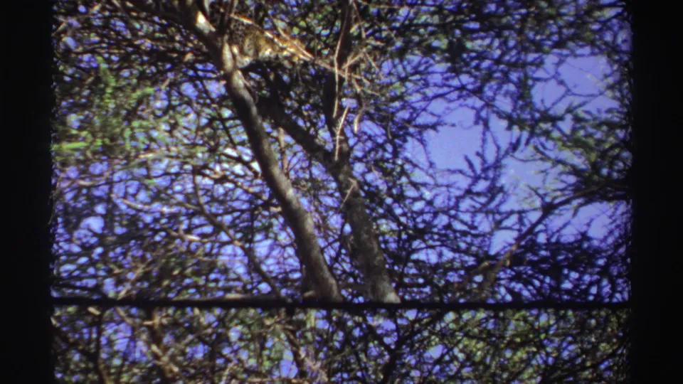 1969 Nigeria 8mm frame looking up into branches where the leopard is largely hidden by foliage and limbs.