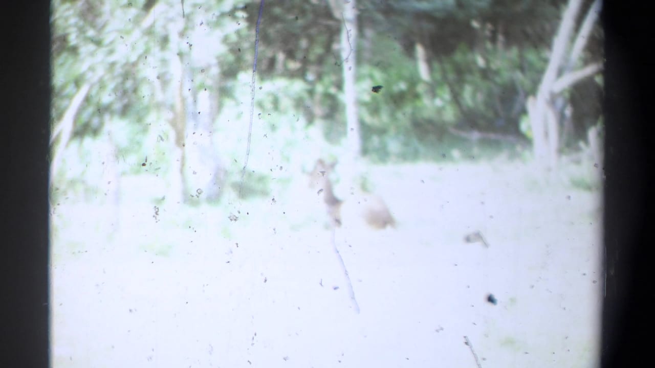 Overexposed 8mm frame with pale grass and a faint brown animal shape near trees.