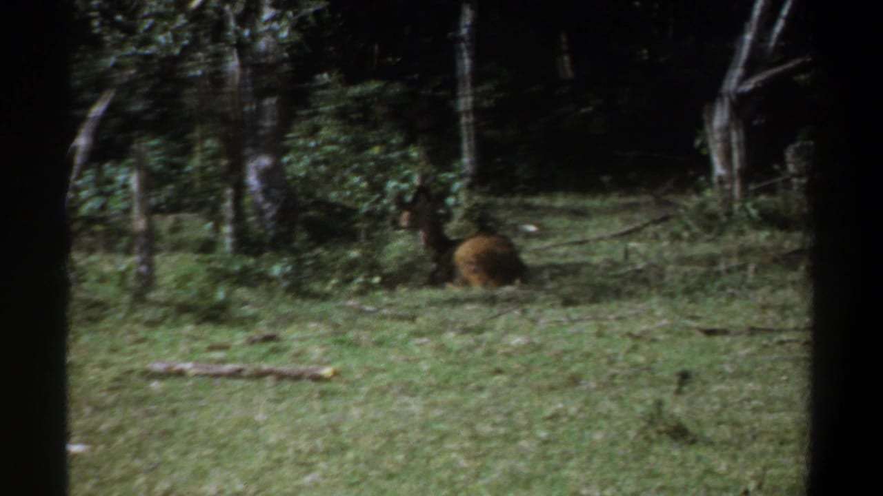 Brown animal resting on green grass at the edge of a wooded area.