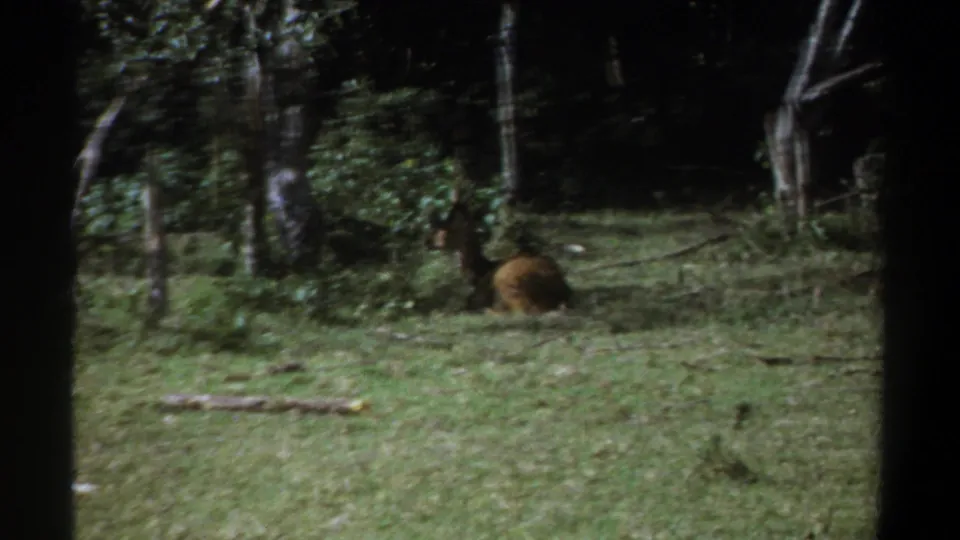 Kenya 1969 8mm frame showing a brown animal lying in grass beside trees and dense foliage.
